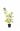 Гортензия метельчатая Грандифлора (Grandiflora)