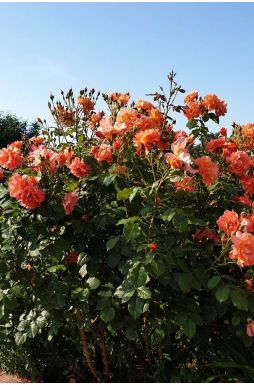 Роза плетистая Вестерленд (Westerland)